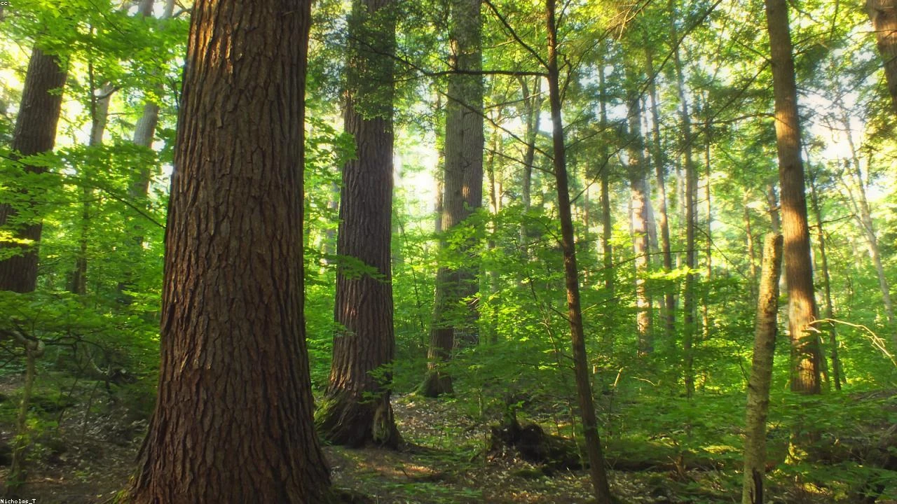 Unleash the Wilderness: Mastering the Art of Bushcraft Skills